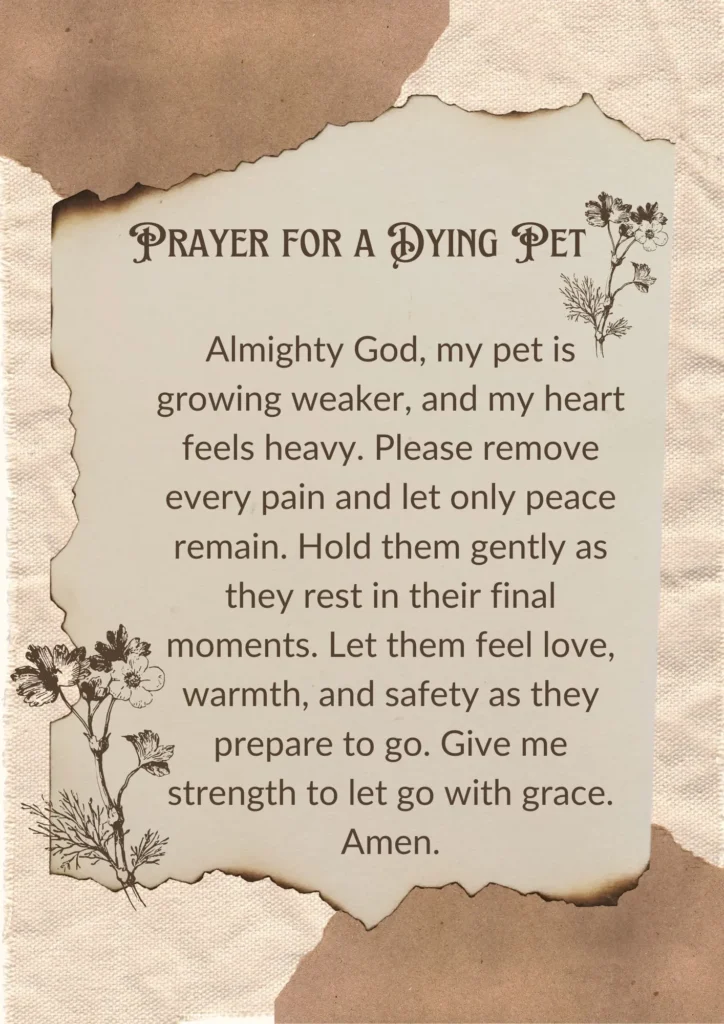 Prayer for Sick Pets
