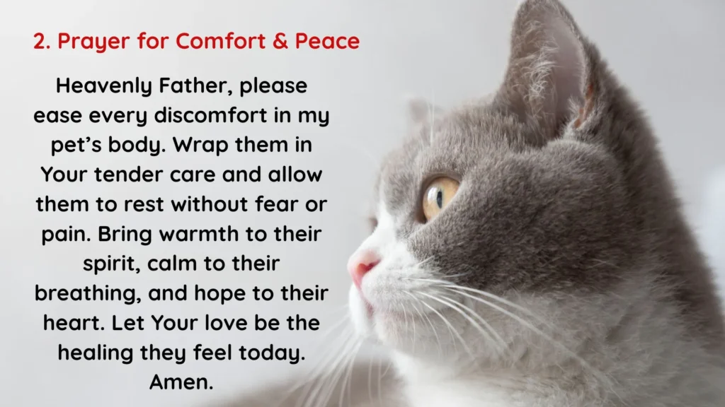 Prayers for Sick Pets
