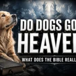 Do Dogs Go to Heaven? What the Bible says about dogs, pets, souls, and heaven